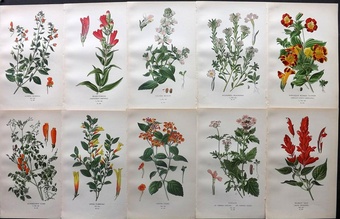 Step, Edward 1897 Lot of 10 Botanical Prints: Chromolithograph Published 1896-97 by Frederick Warne & Co., London for "Favourite Flowers of Garden and Greenhouse" by Edward Step and William Waton. Paper Size: 9.5 x 6 inch (24 x 15cm) Good Conditi
