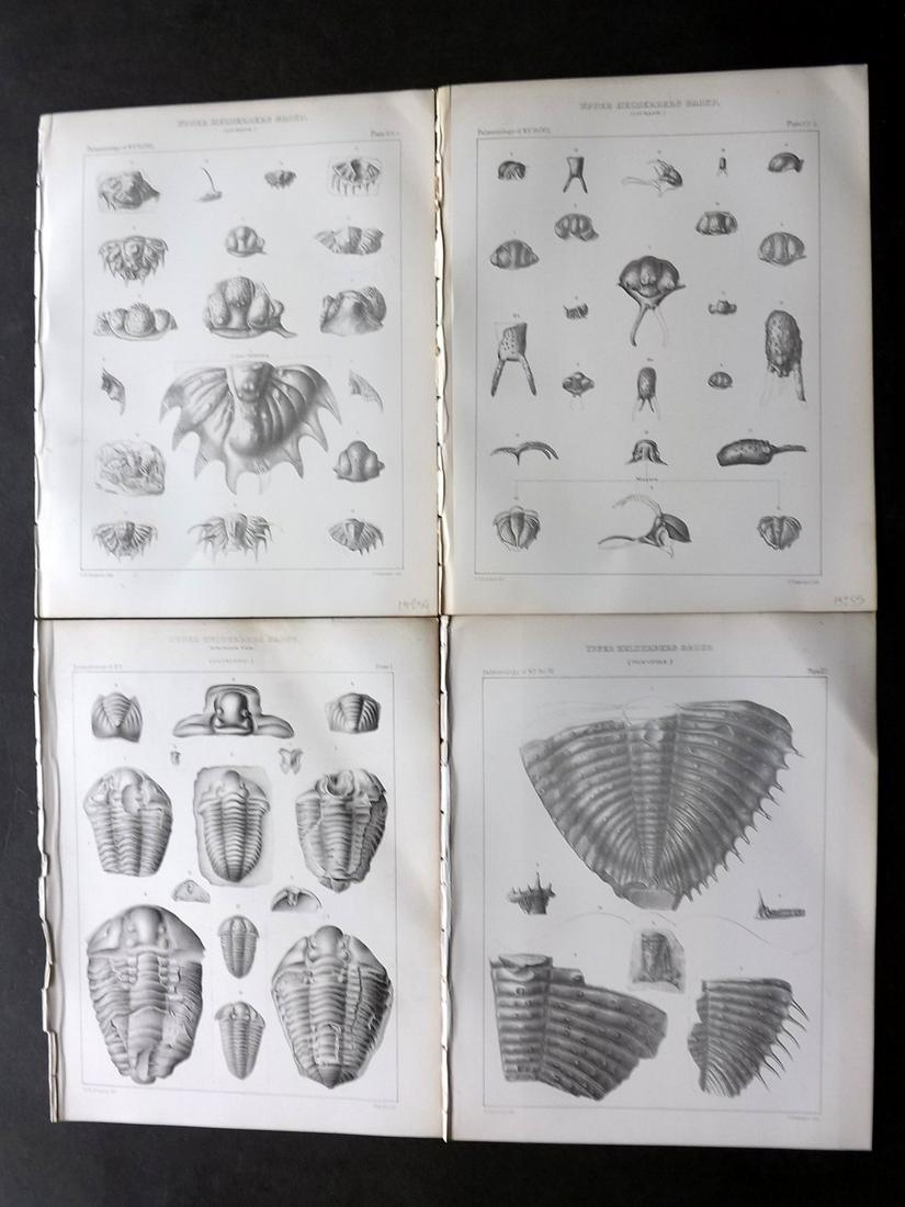 Hall - Palaeontology of New York 1888 Lot of 8 Prints: Lithograph Published 1888, Albany, New York for "Palaeontology..." Part of the "Geological Survey of the State of New York" Series by James Hall and John M. Clarke. With accompanying descriptive text 
