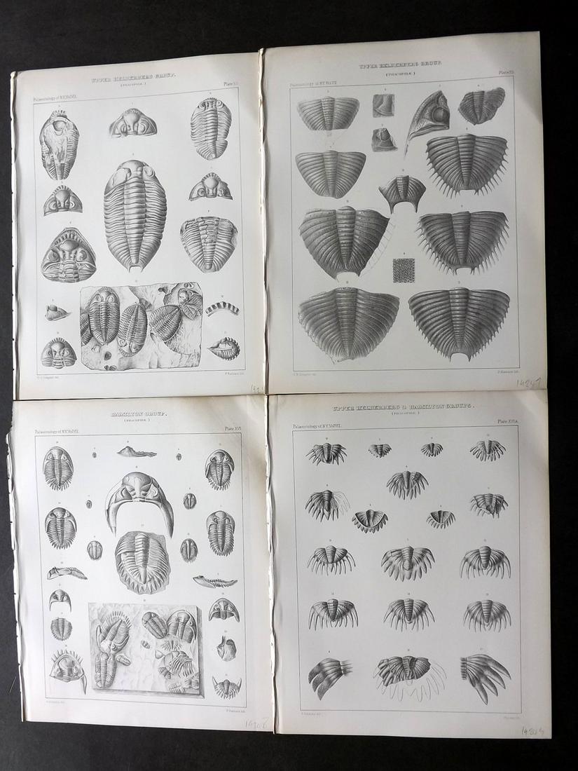 Hall - Palaeontology of New York 1888 Lot of 8 Prints: Lithograph Published 1888, Albany, New York for "Palaeontology..." Part of the "Geological Survey of the State of New York" Series by James Hall and John M. Clarke. With accompanying descriptive text 