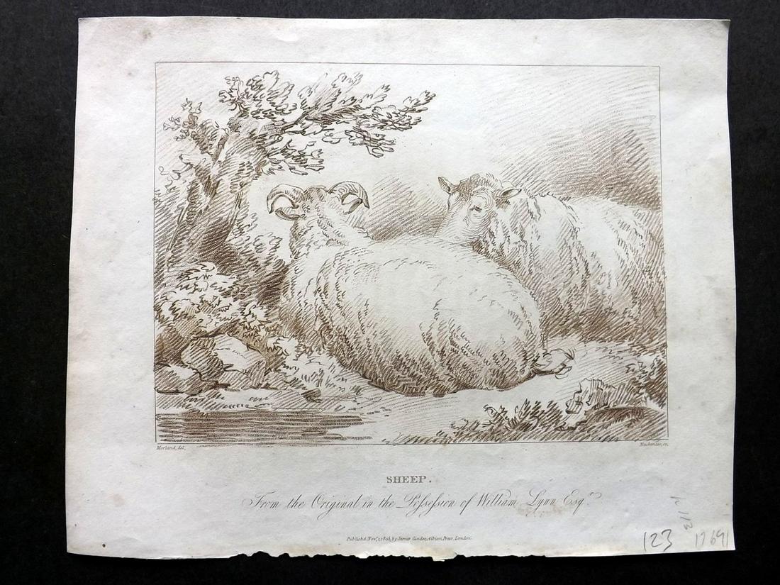 Mackenzie after George Morland 1805 Print. Sheep (1 of 1)