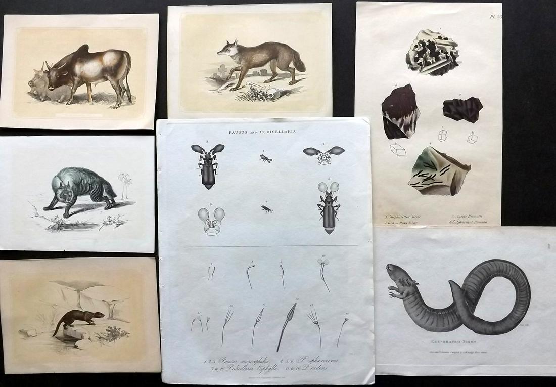 Natural History 19th Cent. Lot of 14 Prints: Copper Engravings, Lithograph and Woodblocks. Examples from Encyclopædia Britannica, Bicknell, Stephenson, Shaw. Paper Size: Up to 10.5 x 8 inch (27 x 21cm) Good Condition