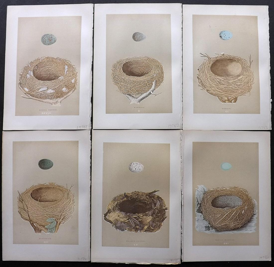 Morris, Francis 1896 Lot of 6 Bird Nest Prints: Woodblocks Published 1896, London for "A Natural History of the Nests and Eggs of British Birds" By the Rev. F. O. Morris, printed Benjamin Fawcett. Printed in colours and finished by hand. Paper Size