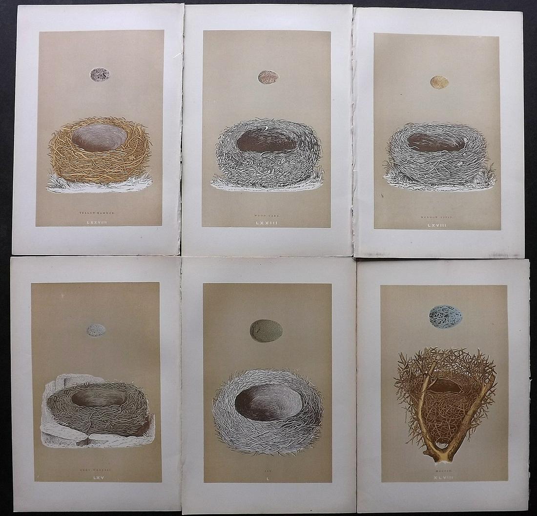Morris, Francis 1896 Lot of 6 Bird Nest Prints: Woodblocks Published 1896, London for "A Natural History of the Nests and Eggs of British Birds" By the Rev. F. O. Morris, printed Benjamin Fawcett. Printed in colours and finished by hand. Paper Size