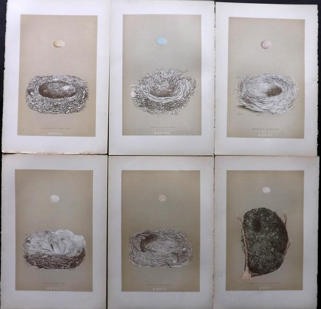 Morris, Francis 1896 Lot of 6 Bird Nest Prints: Woodblocks Published 1896, London for "A Natural History of the Nests and Eggs of British Birds" By the Rev. F. O. Morris, printed Benjamin Fawcett. Printed in colours and finished by hand. Paper Size