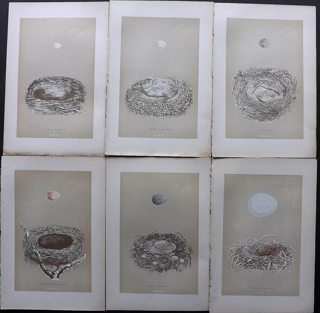 Morris, Francis 1896 Lot of 6 Bird Nest Prints: Woodblocks Published 1896, London for "A Natural History of the Nests and Eggs of British Birds" By the Rev. F. O. Morris, printed Benjamin Fawcett. Printed in colours and finished by hand. Paper Size