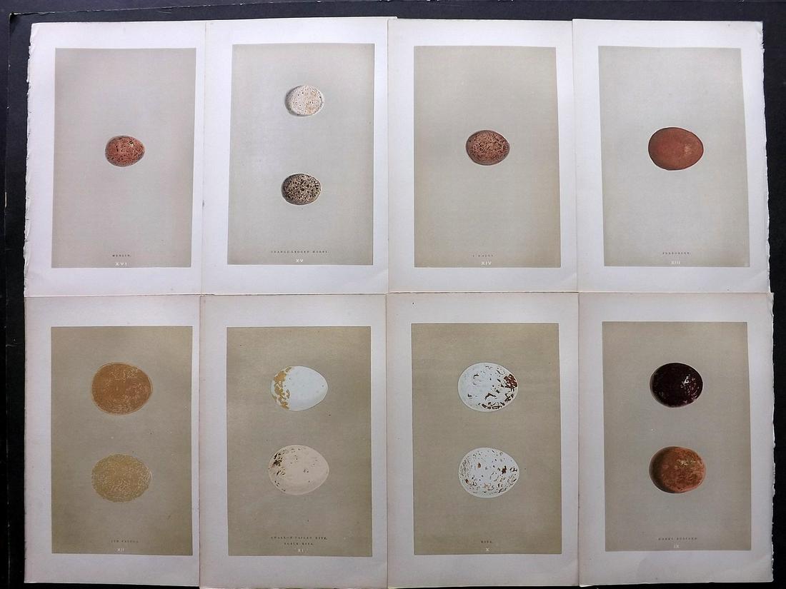 Morris, Francis 1896 Lot of 8 Bird Egg Prints: Woodblocks Published 1896, London for "A Natural History of the Nests and Eggs of British Birds" By the Rev. F. O. Morris, printed Benjamin Fawcett. Printed in colours and finished by hand. Paper Size