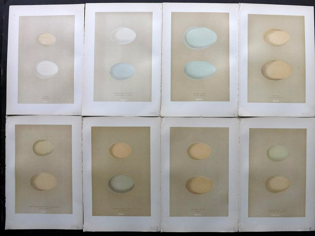 Morris, Francis 1896 Lot of 8 Bird Egg Prints: Woodblocks Published 1896, London for "A Natural History of the Nests and Eggs of British Birds" By the Rev. F. O. Morris, printed Benjamin Fawcett. Printed in colours and finished by hand. Paper Size