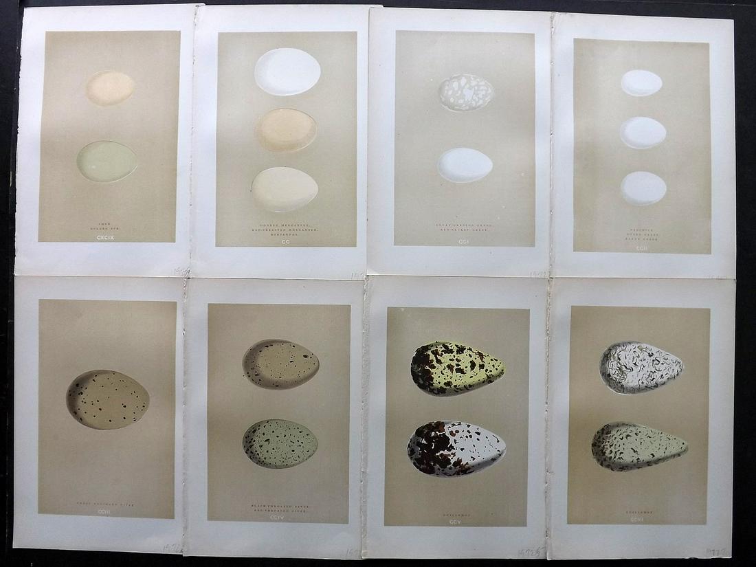 Morris, Francis 1896 Lot of 8 Bird Egg Prints: Woodblocks Published 1896, London for "A Natural History of the Nests and Eggs of British Birds" By the Rev. F. O. Morris, printed Benjamin Fawcett. Printed in colours and finished by hand. Paper Size