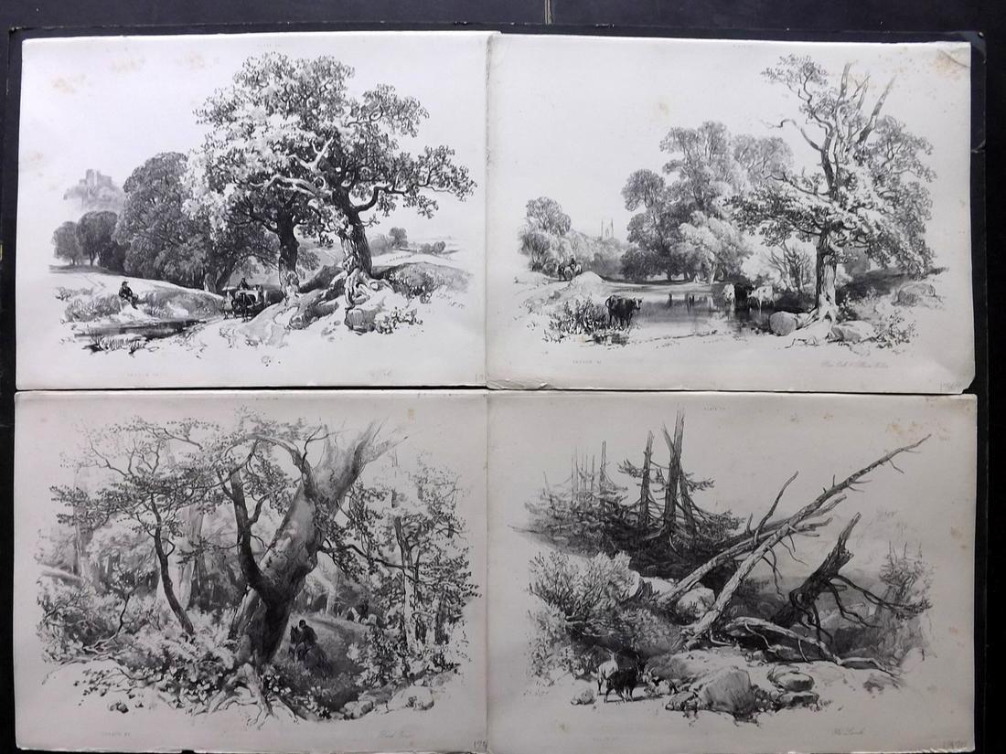 Harding, J. D. 1852 Lot of 4 Prints. Trees in (1 of 2)