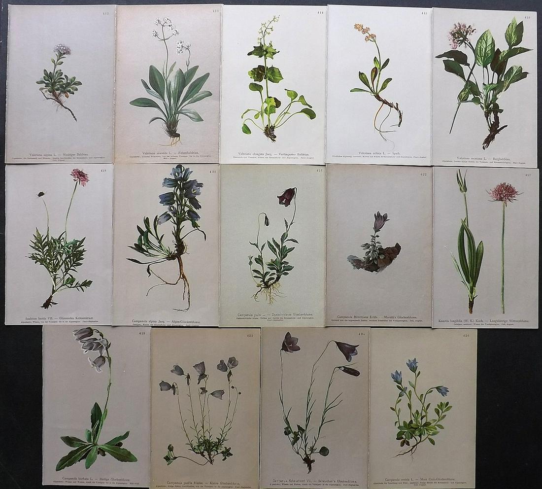 Hartinger, Anton 1897 Lot of 14 Botanical Prints: Chromolithographs Published 1897, Graz, Austria for "Atlas der Alpenflora" by Anton Hartinger. Paper Size: 7.5 x 5 inch (19 x 13cm) Good Condition