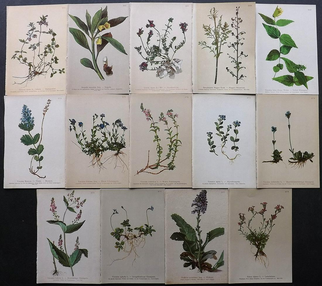 Hartinger, Anton 1897 Lot of 14 Botanical Prints: Chromolithographs Published 1897, Graz, Austria for "Atlas der Alpenflora" by Anton Hartinger. Paper Size: 7.5 x 5 inch (19 x 13cm) Good Condition