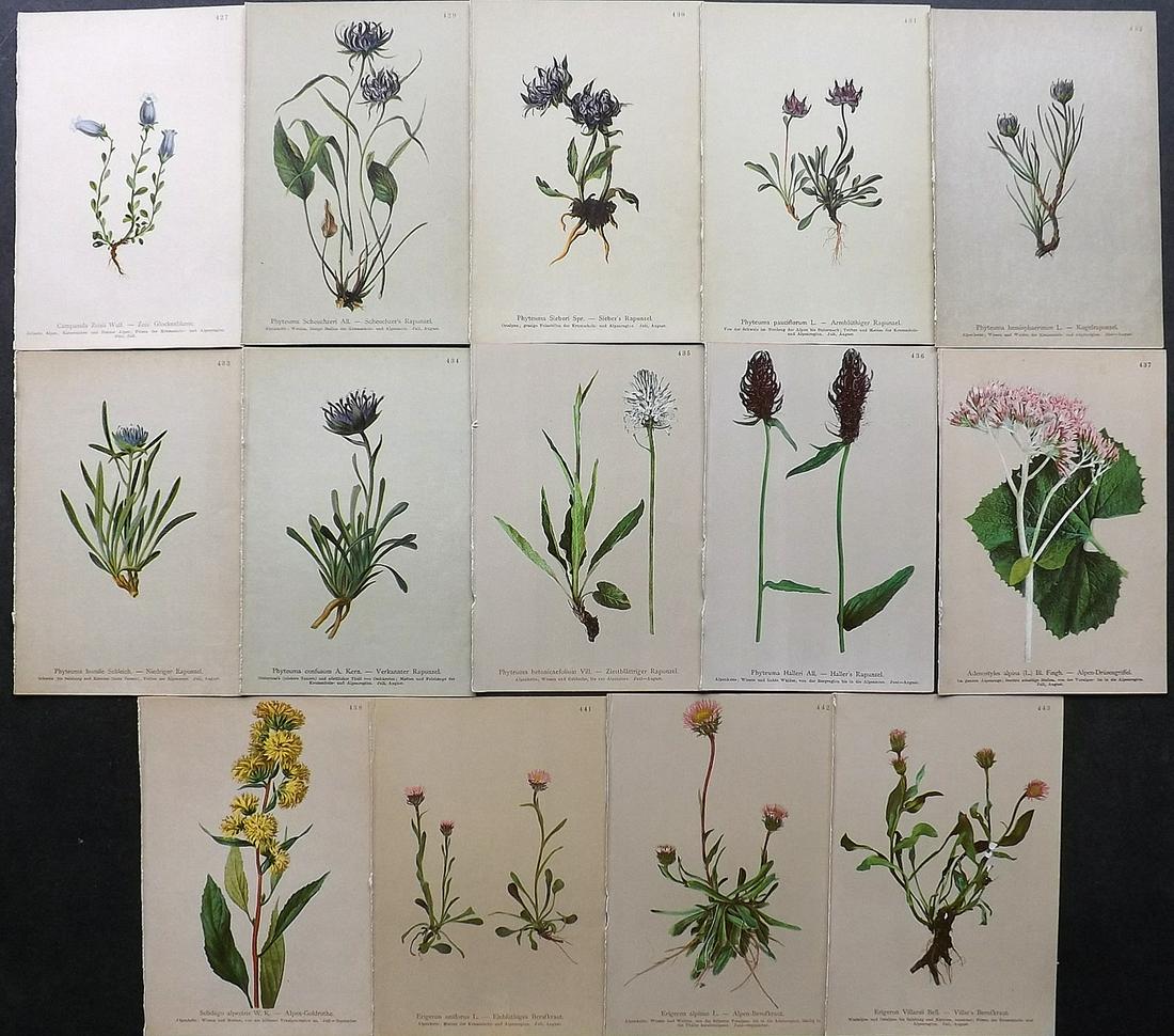 Hartinger, Anton 1897 Lot of 14 Botanical Prints: Chromolithographs Published 1897, Graz, Austria for "Atlas der Alpenflora" by Anton Hartinger. Paper Size: 7.5 x 5 inch (19 x 13cm) Good Condition