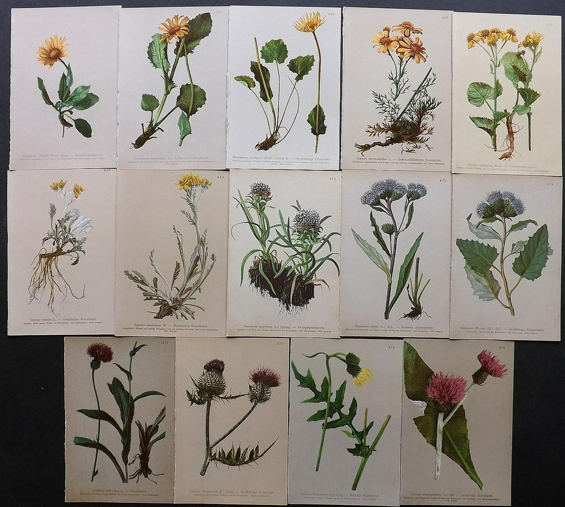 Hartinger, Anton 1897 Lot of 14 Botanical Prints: Chromolithographs Published 1897, Graz, Austria for "Atlas der Alpenflora" by Anton Hartinger. Paper Size: 7.5 x 5 inch (19 x 13cm) Good Condition
