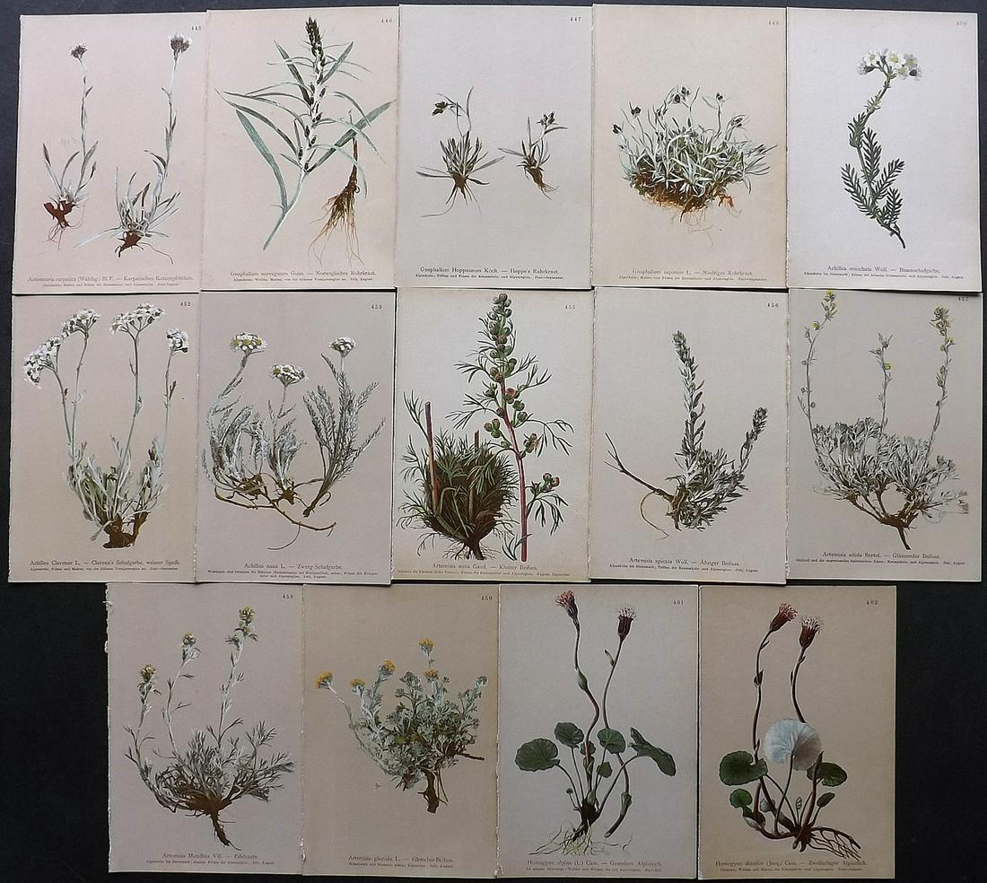 Hartinger, Anton 1897 Lot of 14 Botanical Prints: Chromolithographs Published 1897, Graz, Austria for "Atlas der Alpenflora" by Anton Hartinger. Paper Size: 7.5 x 5 inch (19 x 13cm) Good Condition