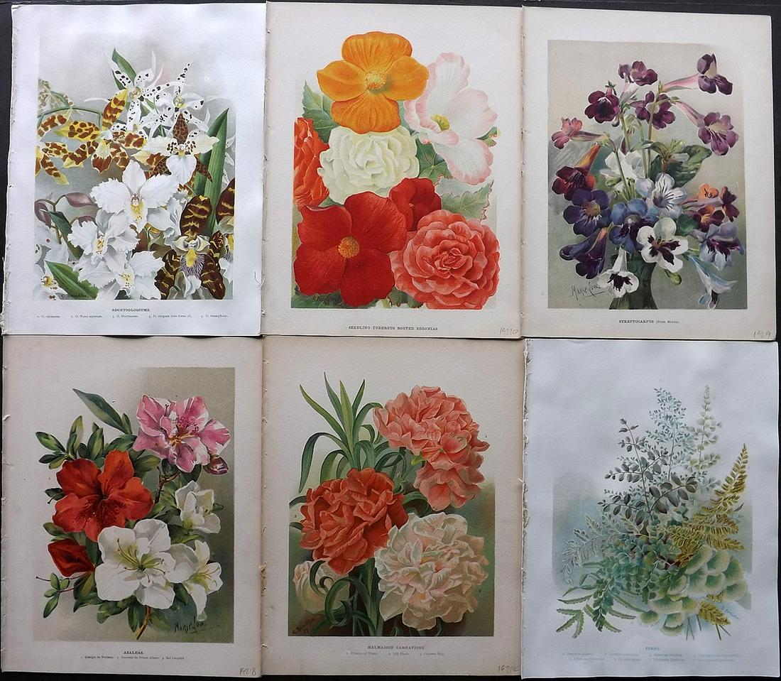 Wright, John 1890's Lot of 6 Botanical Prints: Chromolithographs Published 1896-1901 by Virtue & Co, London for "The Flower Growers Guide" By John Wright. Illustrated by Miss Gertrude Hamilton & Marie Low. Paper Size : 11 x 8 inch (28 x 20cm) Good