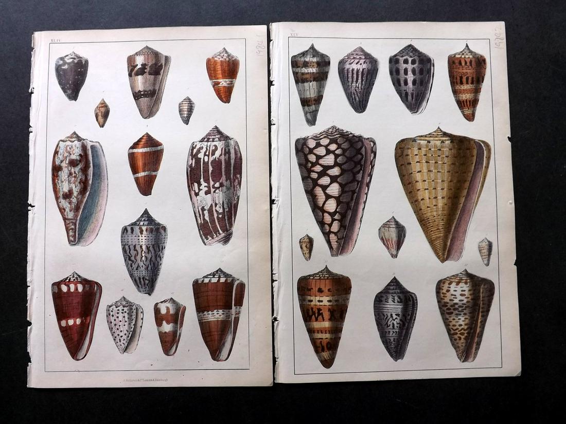 Goldsmith, Oliver C1850 Lot of 3 Hand Col Shell Prints (1 of 2)