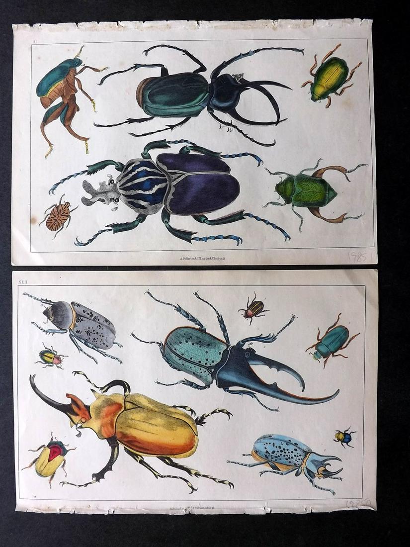 Goldsmith, Oliver C1850 Pair of Insect Prints. Beetles (1 of 2)