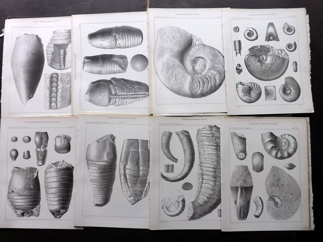 Hall - Palaeontology of New York 1888 Lot of 14 Prints: Lithograph Published 1888, Albany, New York for "Palaeontology..." Part of the "Geological Survey of the State of New York" Series by James Hall and John M. Clarke. With accompanying descriptive text 