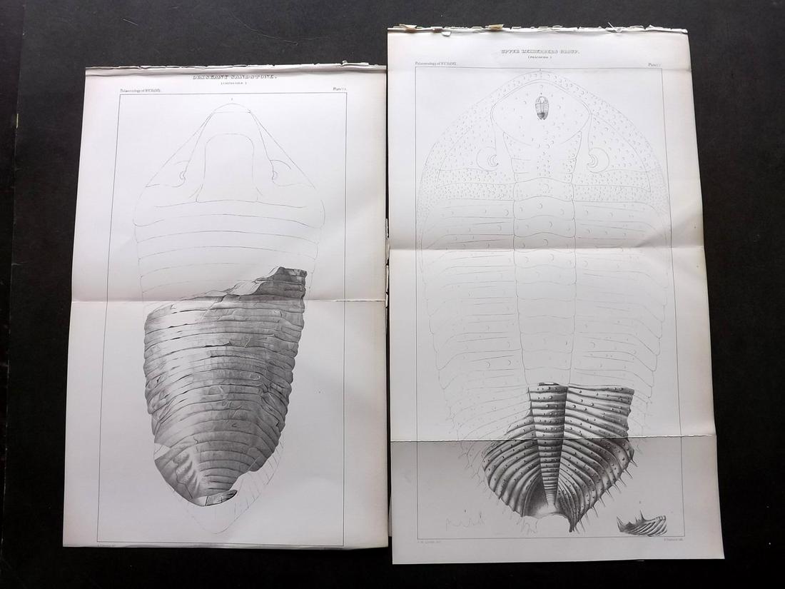 Hall - Palaeontology of New York 1888 Lot of 4 LG: Lithograph Published 1888, Albany, New York for "Palaeontology..." Part of the "Geological Survey of the State of New York" Series by James Hall and John M. Clarke. With accompanying descriptive text 