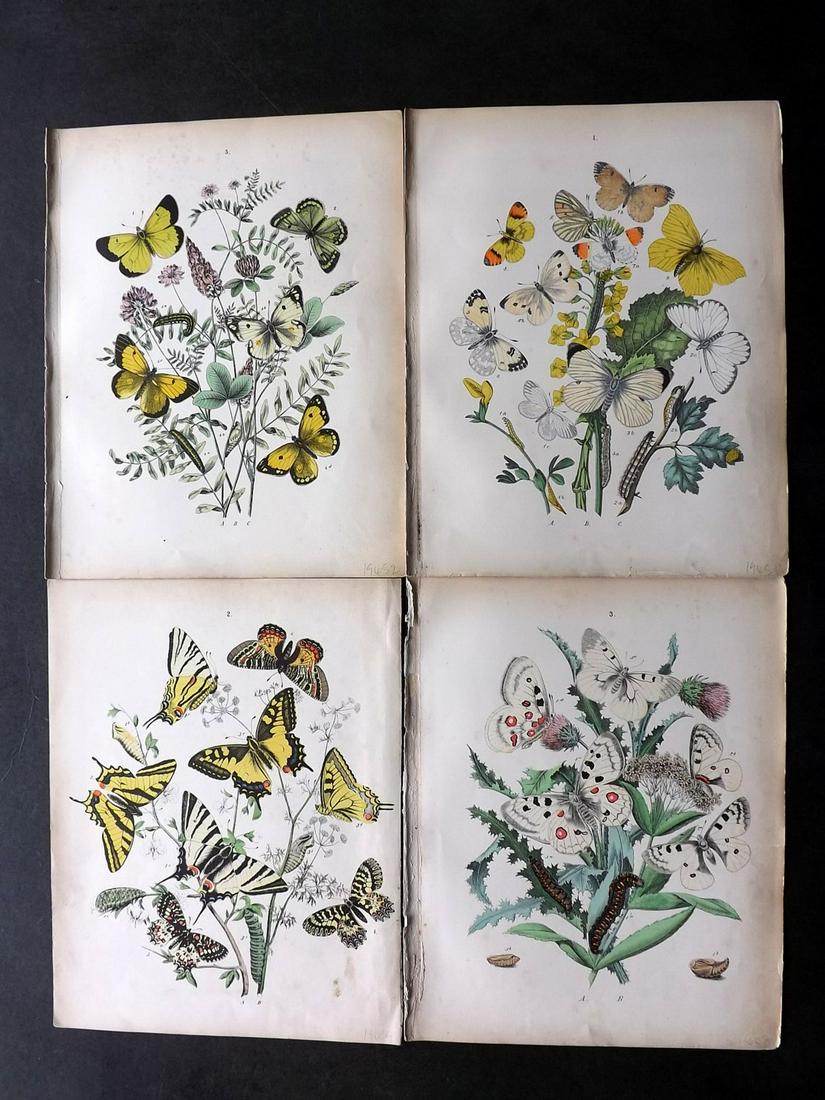 Kirby, William 1882 Lot of 4 HCol Butterfly Moth Prints (1 of 2)