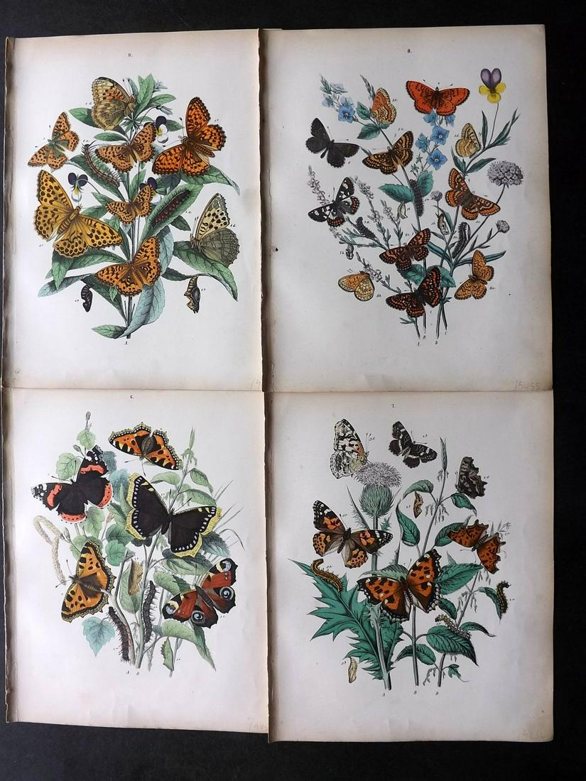 Kirby, William 1882 Lot of 4 HCol Butterfly Moth Prints (1 of 2)