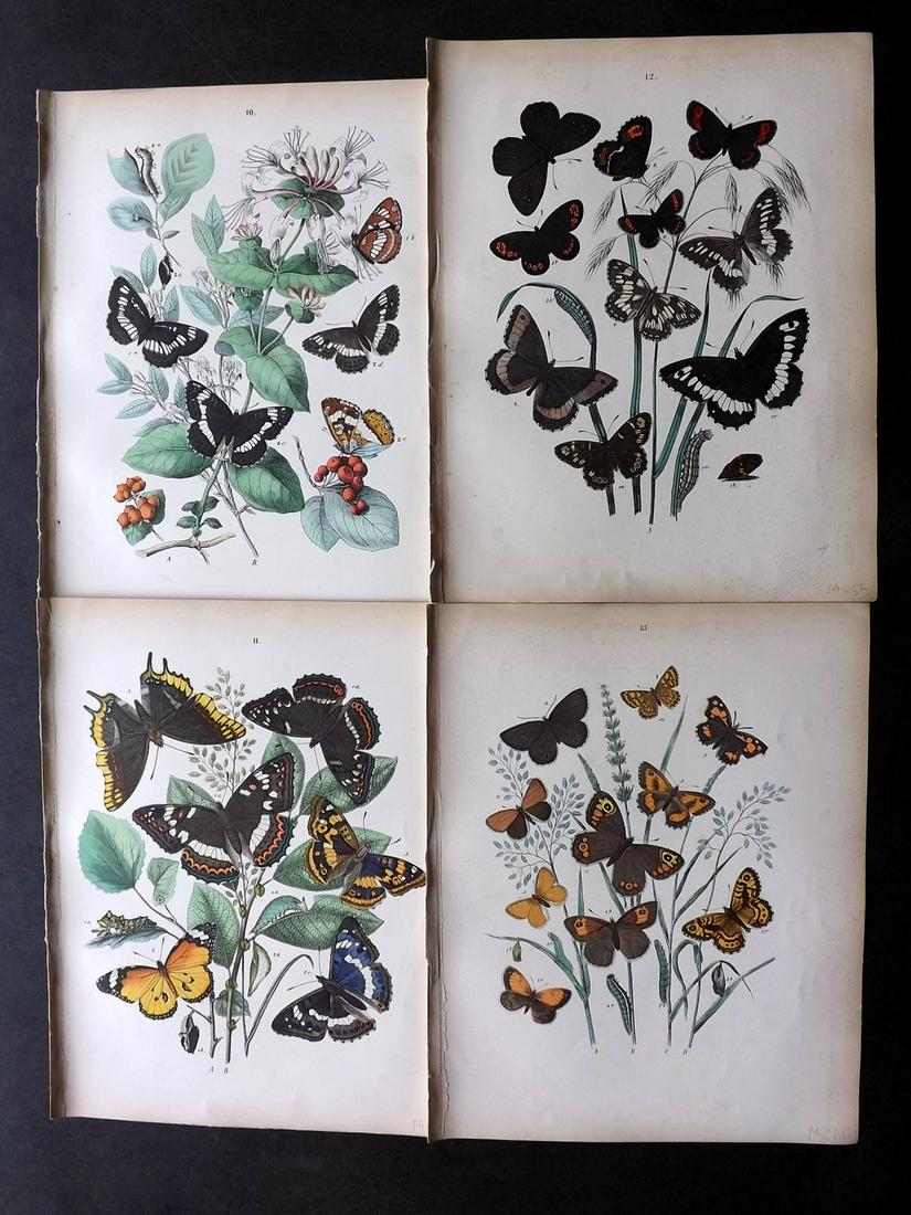 Kirby, William 1882 Lot of 4 HCol Butterfly Moth Prints (1 of 2)