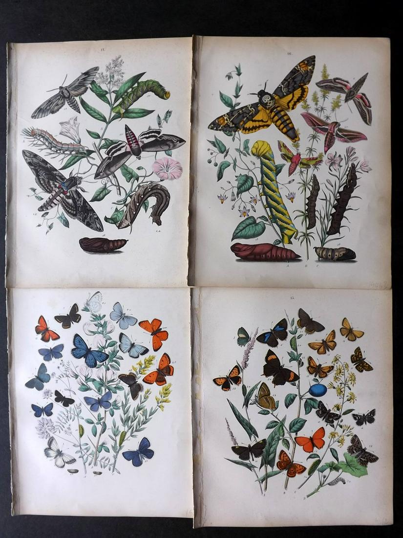Kirby, William 1882 Lot of 4 HCol Butterfly Moth Prints (1 of 2)