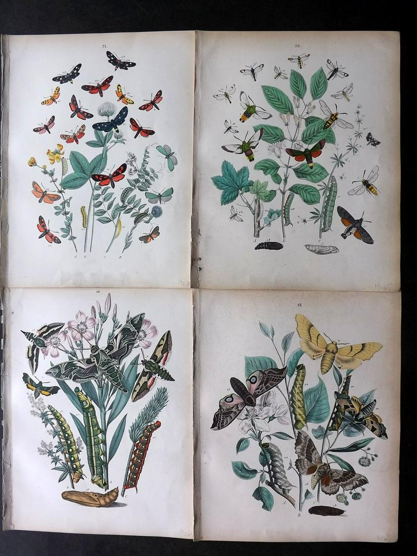 Kirby, William 1882 Lot of 4 HCol Butterfly Moth Prints (1 of 2)