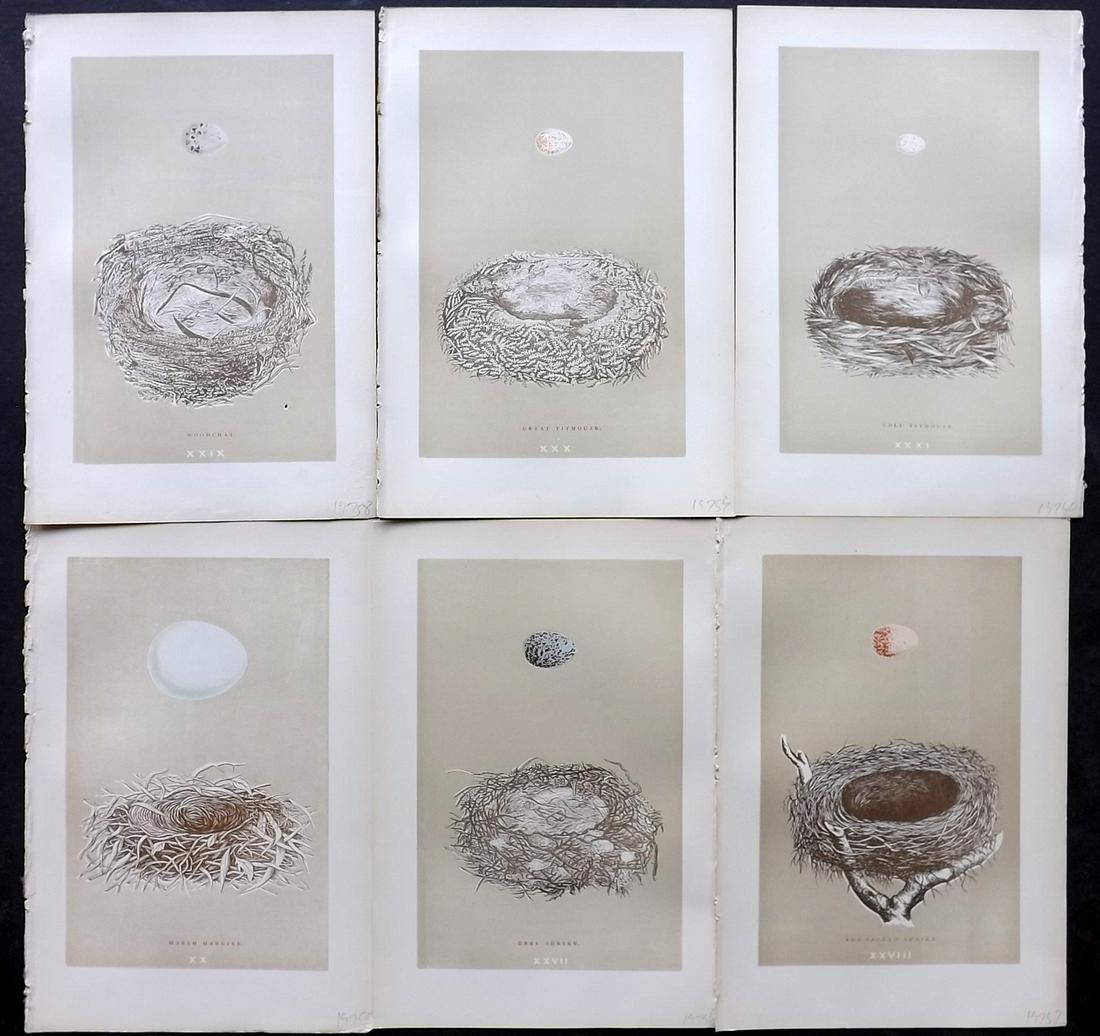 Morris, Francis 1896 Lot of 6 Bird Nest Prints: Woodblocks Published 1896, London for "A Natural History of the Nests and Eggs of British Birds" By the Rev. F. O. Morris, printed Benjamin Fawcett. Printed in colours and finished by hand. Paper Size
