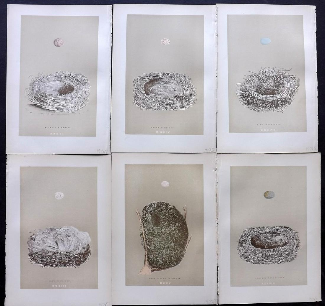 Morris, Francis 1896 Lot of 6 Bird Nest Prints: Woodblocks Published 1896, London for "A Natural History of the Nests and Eggs of British Birds" By the Rev. F. O. Morris, printed Benjamin Fawcett. Printed in colours and finished by hand. Paper Size