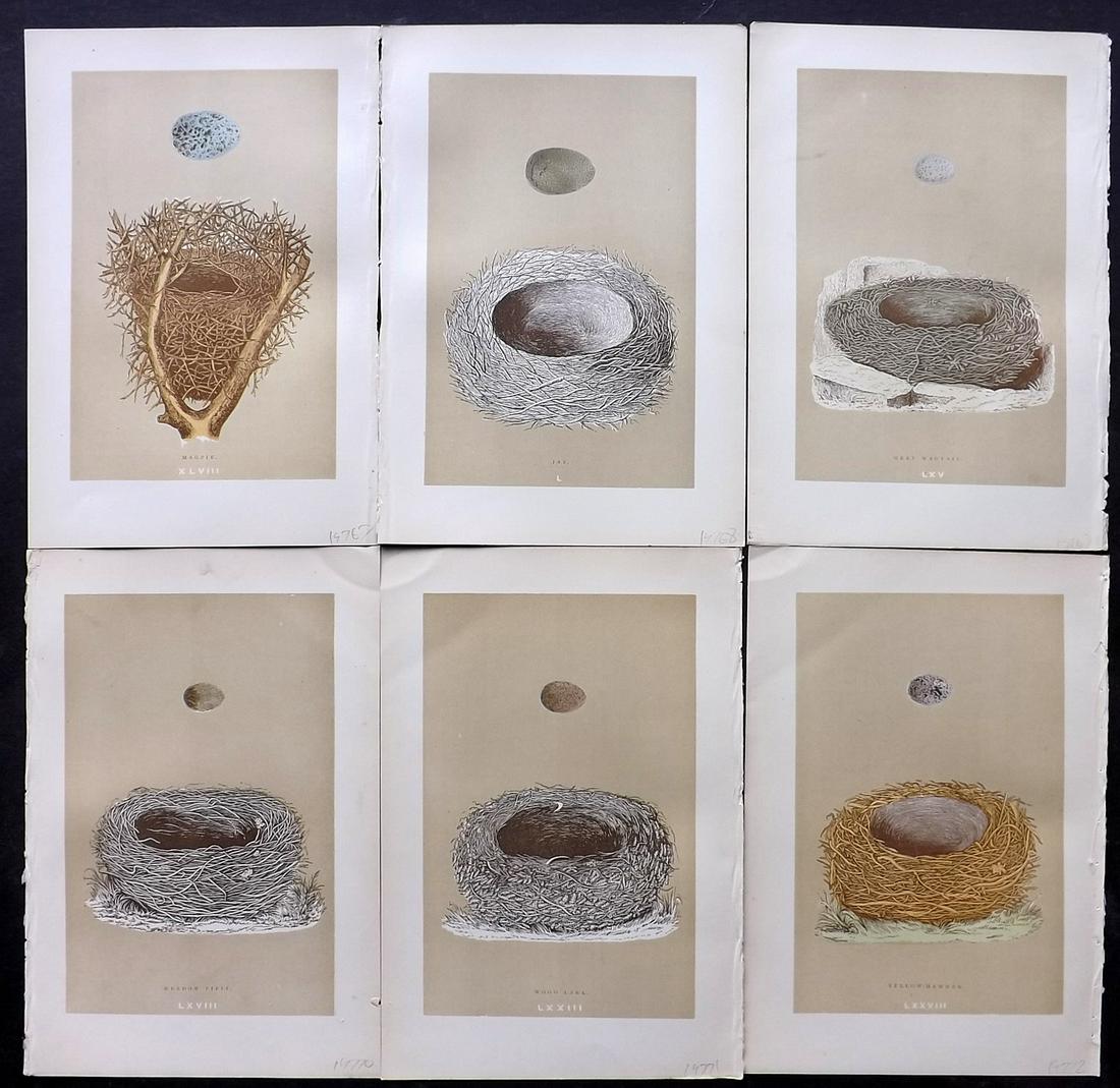 Morris, Francis 1896 Lot of 6 Bird Nest Prints: Woodblocks Published 1896, London for "A Natural History of the Nests and Eggs of British Birds" By the Rev. F. O. Morris, printed Benjamin Fawcett. Printed in colours and finished by hand. Paper Size