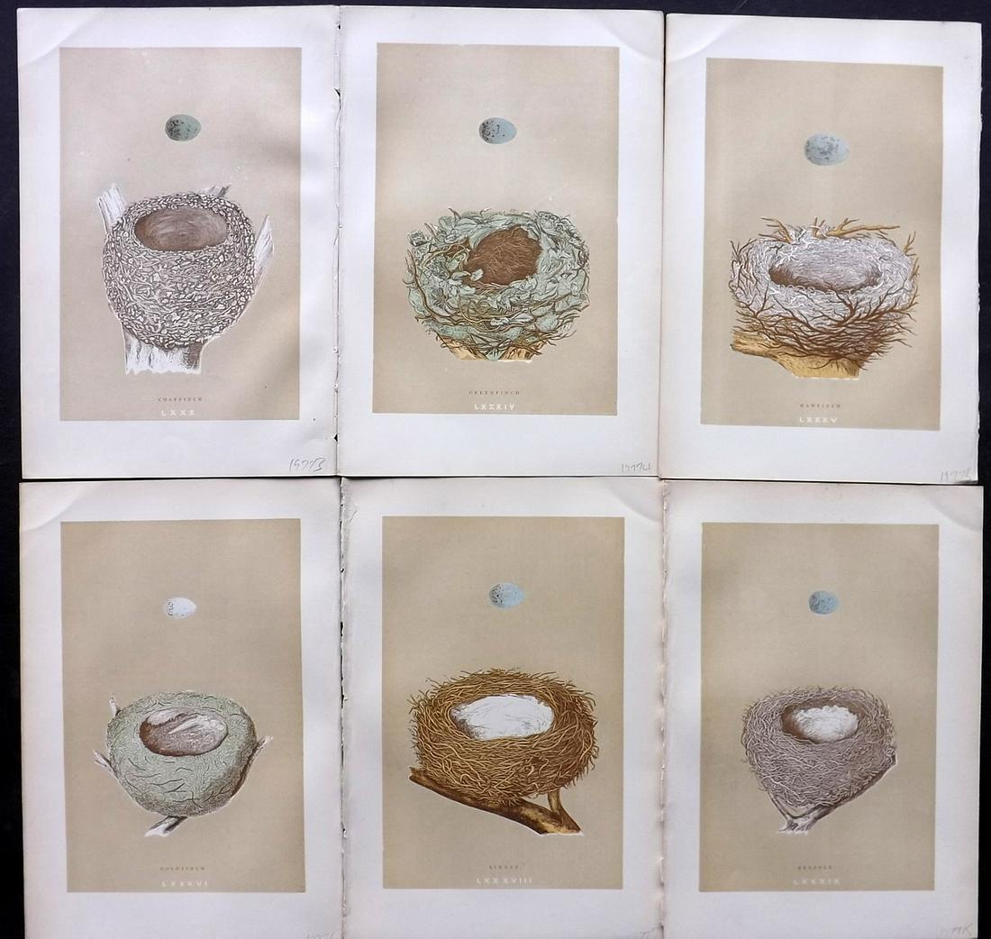 Morris, Francis 1896 Lot of 6 Bird Nest Prints: Woodblocks Published 1896, London for "A Natural History of the Nests and Eggs of British Birds" By the Rev. F. O. Morris, printed Benjamin Fawcett. Printed in colours and finished by hand. Paper Size