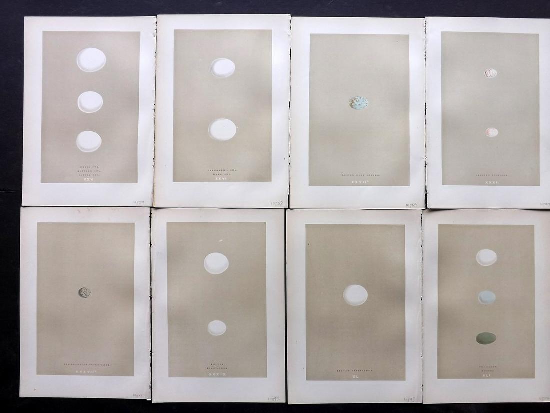 Morris, Francis 1896 Lot of 8 Bird Egg Prints: Woodblocks Published 1896, London for "A Natural History of the Nests and Eggs of British Birds" By the Rev. F. O. Morris, printed Benjamin Fawcett. Printed in colours and finished by hand. Paper Size