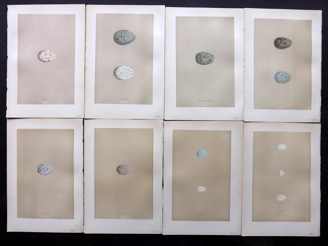 Morris, Francis 1896 Lot of 8 Bird Egg Prints: Woodblocks Published 1896, London for "A Natural History of the Nests and Eggs of British Birds" By the Rev. F. O. Morris, printed Benjamin Fawcett. Printed in colours and finished by hand. Paper Size