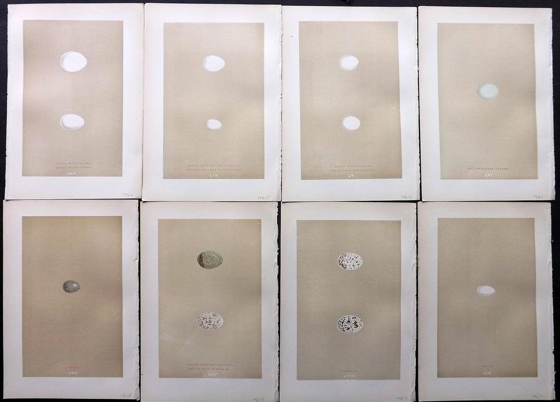 Morris, Francis 1896 Lot of 8 Bird Egg Prints: Woodblocks Published 1896, London for "A Natural History of the Nests and Eggs of British Birds" By the Rev. F. O. Morris, printed Benjamin Fawcett. Printed in colours and finished by hand. Paper Size