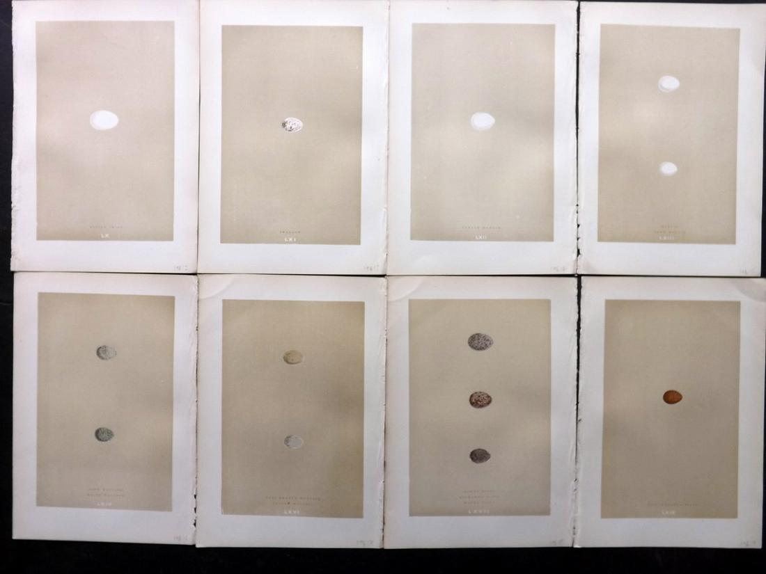 Morris, Francis 1896 Lot of 8 Bird Egg Prints: Woodblocks Published 1896, London for "A Natural History of the Nests and Eggs of British Birds" By the Rev. F. O. Morris, printed Benjamin Fawcett. Printed in colours and finished by hand. Paper Size