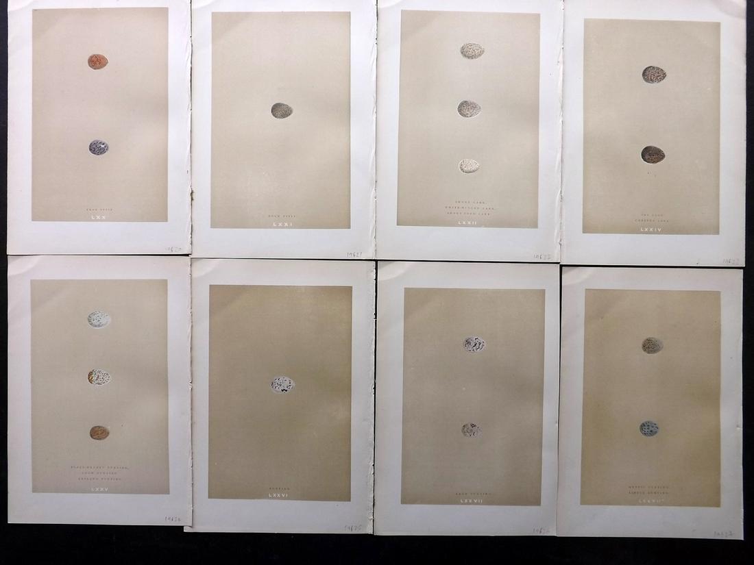 Morris, Francis 1896 Lot of 8 Bird Egg Prints: Woodblocks Published 1896, London for "A Natural History of the Nests and Eggs of British Birds" By the Rev. F. O. Morris, printed Benjamin Fawcett. Printed in colours and finished by hand. Paper Size