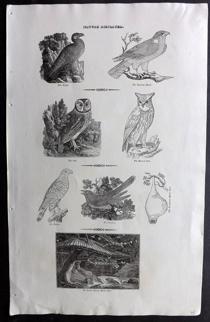 Phillips (Pub) 1823 Folio Bird Print incl Owls (1 of 2)