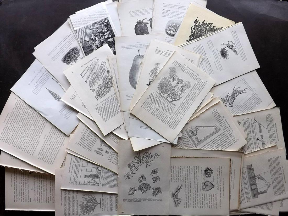 Botanical 19th Cent Lot of 200 Sheets. Wood Engravings (1 of 4)