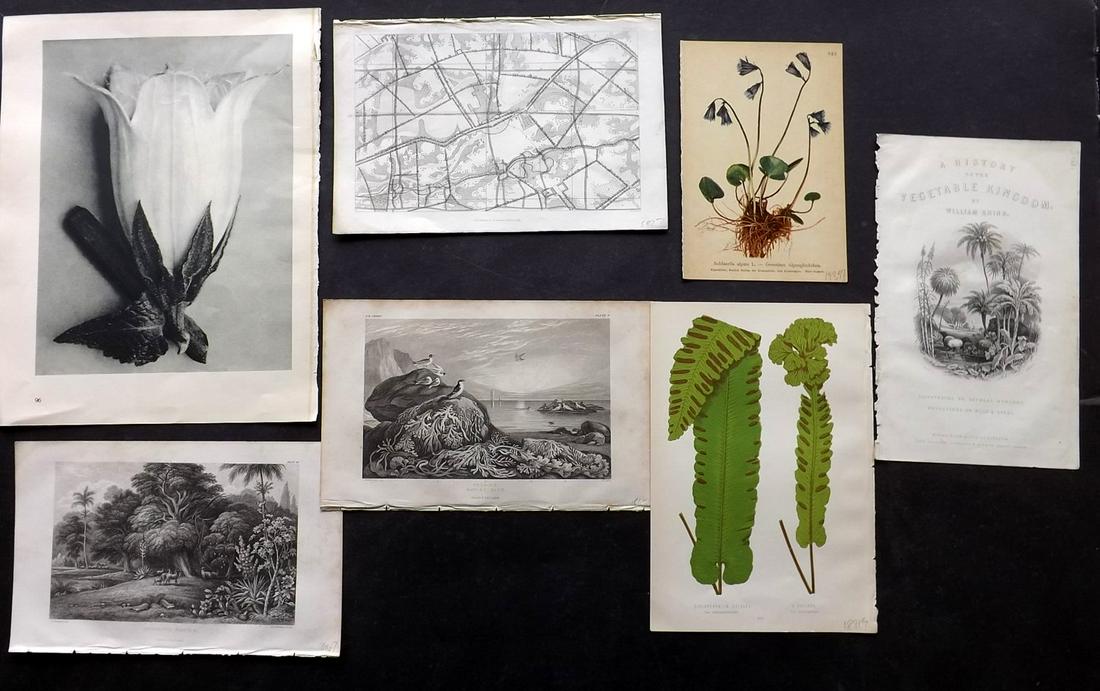 Botanical Prints 1866-1936 Mixed Lot of 7 (1 of 2)