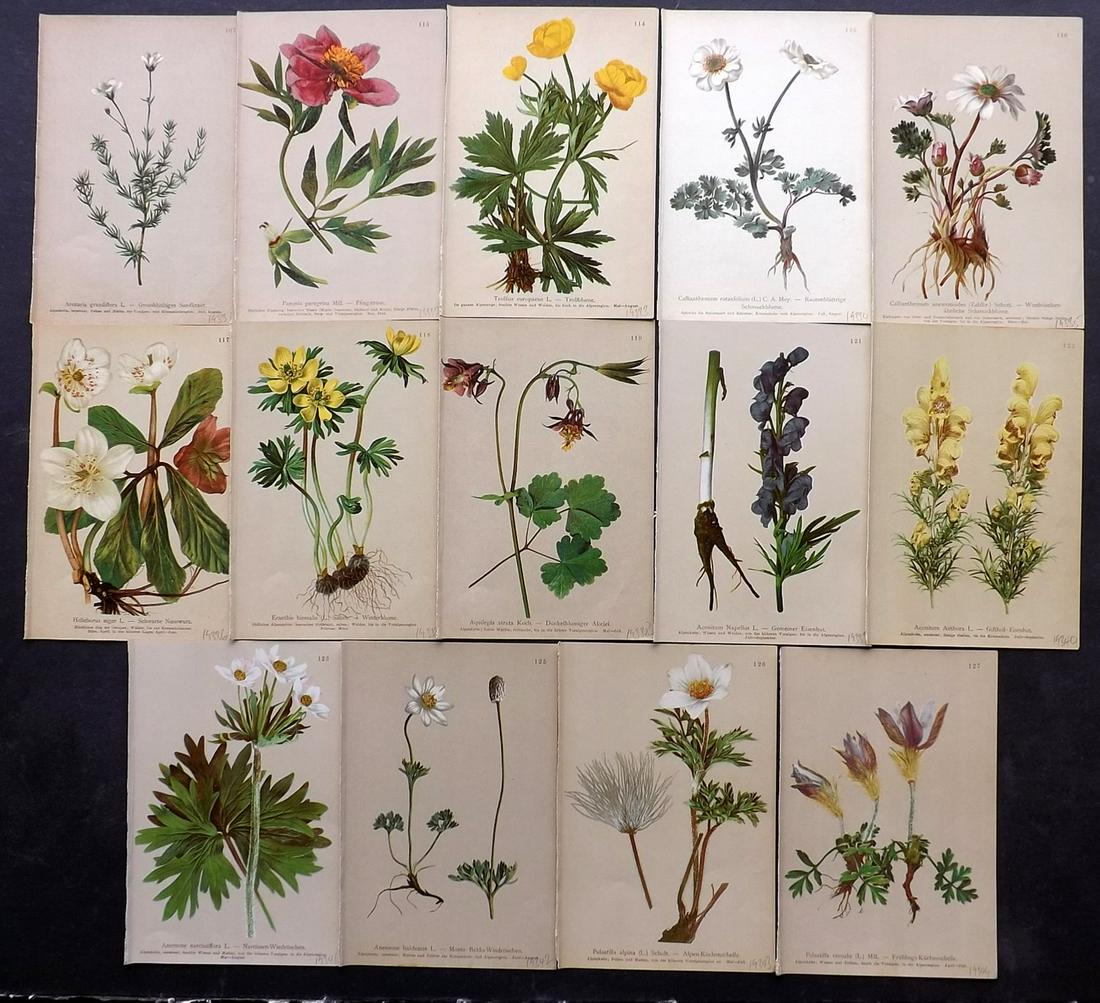 Hartinger, Anton 1897 Lot of 14 Botanical Prints: Chromolithographs Published 1897, Graz, Austria for "Atlas der Alpenflora" by Anton Hartinger. Paper Size: 7.5 x 5 inch (19 x 13cm) Good Condition