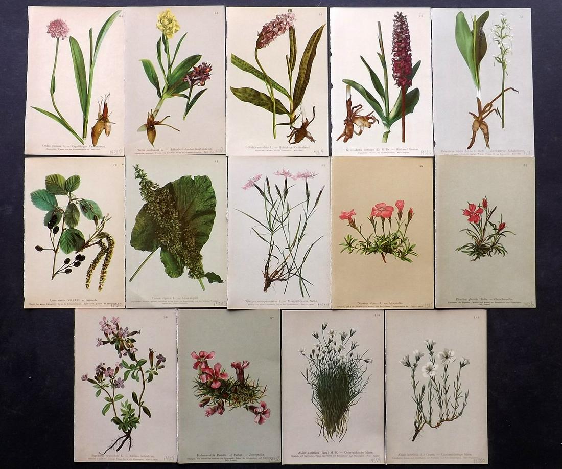 Hartinger, Anton 1897 Lot of 14 Botanical Prints: Chromolithographs Published 1897, Graz, Austria for "Atlas der Alpenflora" by Anton Hartinger. Paper Size: 7.5 x 5 inch (19 x 13cm) Good Condition
