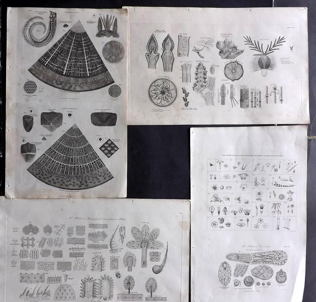 Phillips (Pub) 1823 Lot of 4 Folio Botanical Prints (1 of 2)