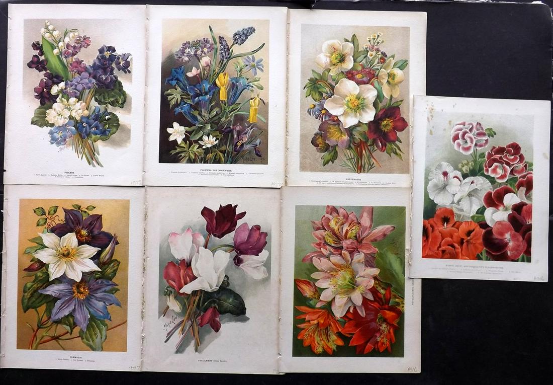 Wright, John 1890's Lot of 7 Botanical Prints: Chromolithographs Published 1896-1901 by Virtue & Co, London for "The Flower Growers Guide" By John Wright. Illustrated by Miss Gertrude Hamilton & Marie Low. Paper Size : 11 x 8 inch (28 x 20cm) A co