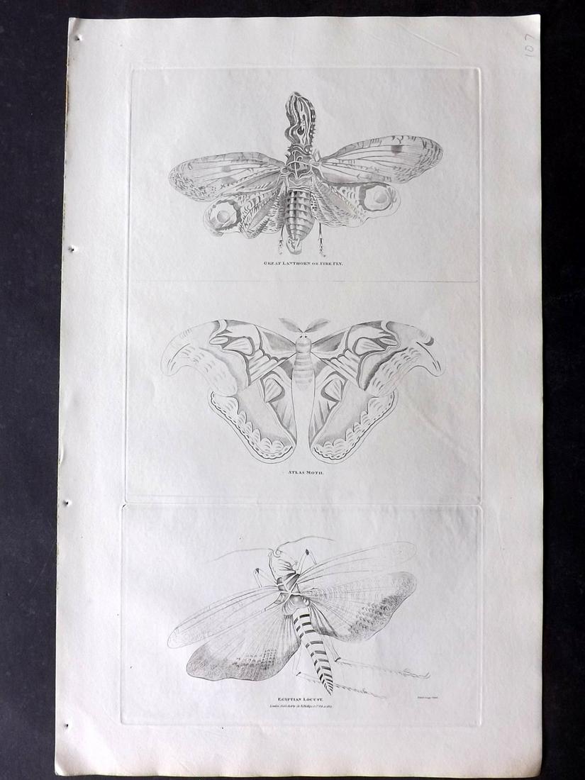 Phillips (Pub) 1823 Folio. Moth, Lantern Fly, Locust (1 of 2)