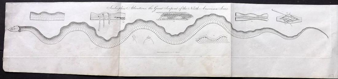 Phillips (Pub) 1823 LG Print. Great Serpent of America (1 of 2)