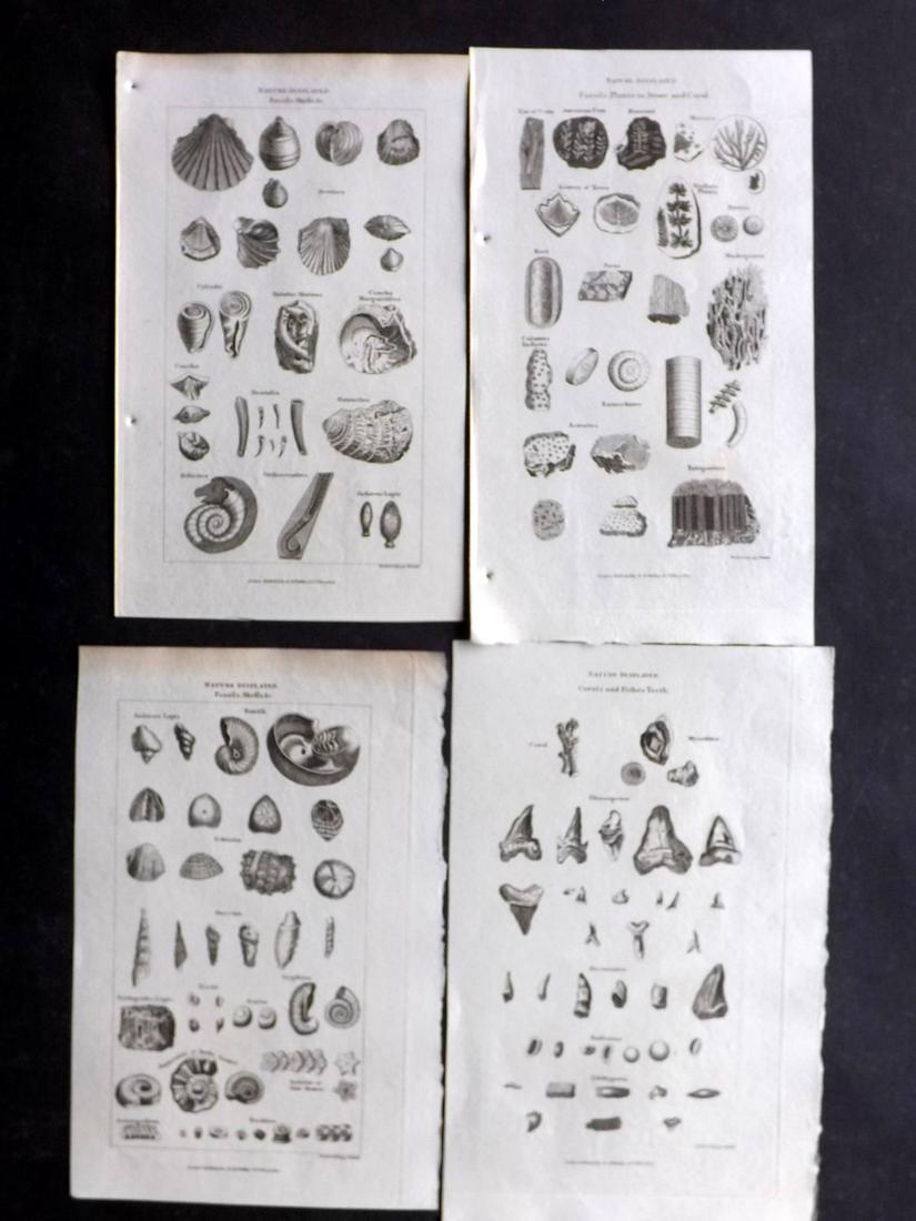 Phillips (Pub) 1823 Lot of 4 Prints. Fossils, Shells (1 of 2)