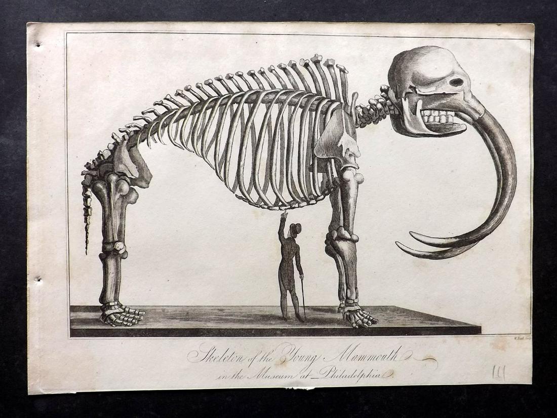 Phillips (Pub) 1823 Print Mammoth Skeleton Philadelphia (1 of 2)
