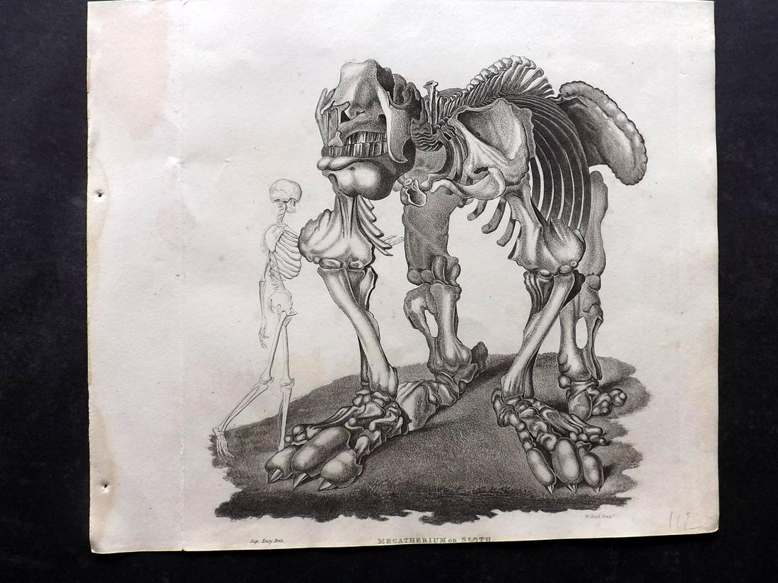 Phillips (Pub) 1823 Print. Megatherium or Sloth. (1 of 2)