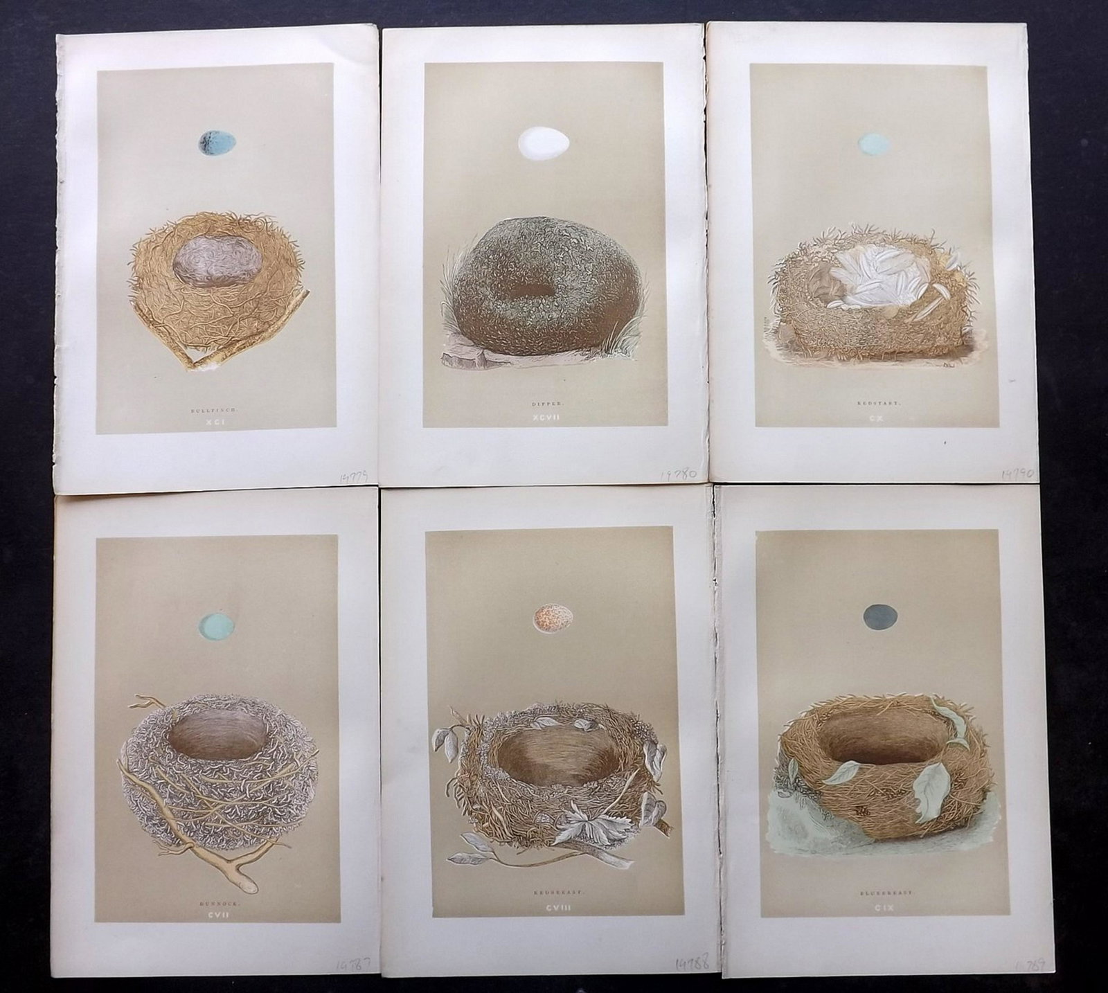 Morris, Francis 1896 Lot of 6 Bird Nest Prints: Woodblocks Published 1896, London for "A Natural History of the Nests and Eggs of British Birds" By the Rev. F. O. Morris, printed Benjamin Fawcett. Printed in colours and finished by hand. Paper Size